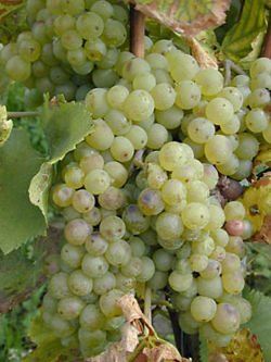 Масло виноградных косточек используется в основном в косметических препаратах и ​​в пищевой промышленности