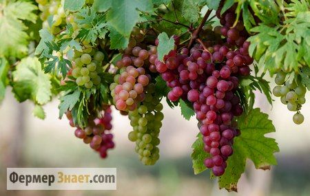 содержание:   Обрезка винограда - обязательный этап проведения садовых работ