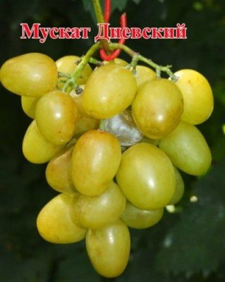 Сорта винограда с мускатным вкусом пользуются особой популярностью у виноградарей