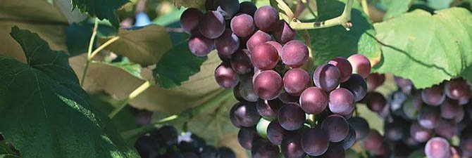 Предисловие   Обрезка винограда для начинающих садоводов - настоящее испытание, за каждым движением секатора стоят сомнения и неуверенность, страх навредить растению и испортить урожай